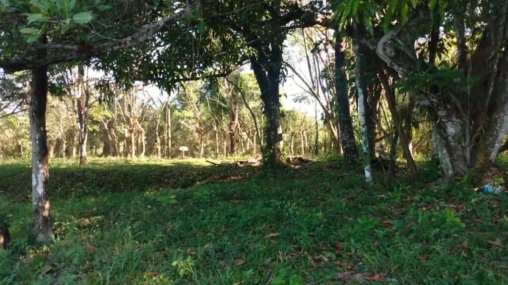 Prime 9.54-Acre Lot in Manzanillo photo 1