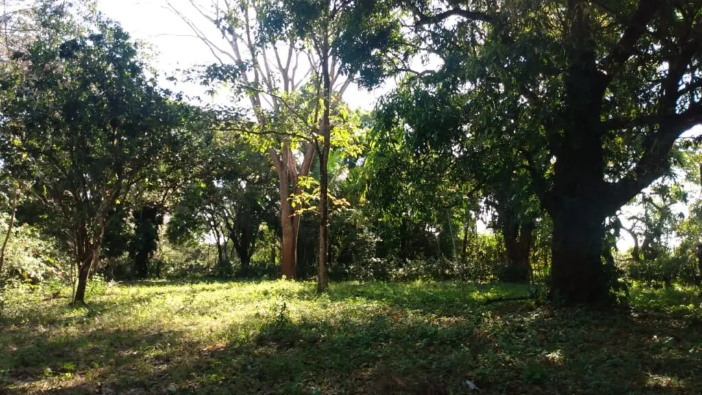 Prime 9.54-Acre Lot in Manzanillo photo 2