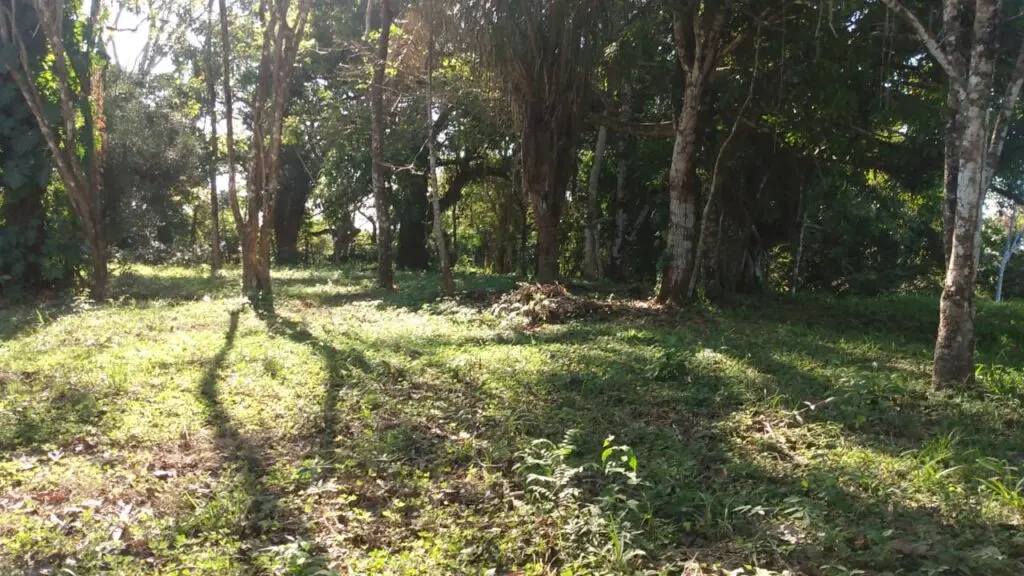 Prime 9.54-Acre Lot in Manzanillo photo 3