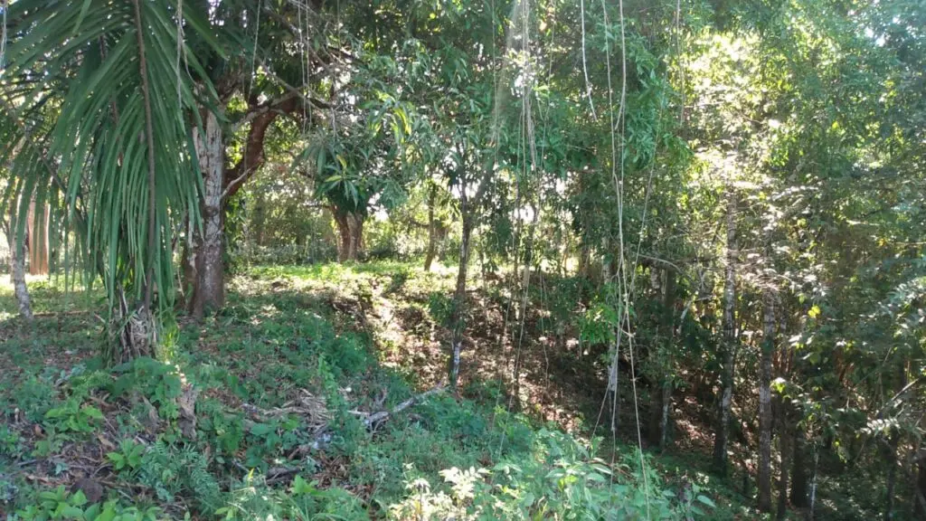Prime 9.54-Acre Lot in Manzanillo photo 6