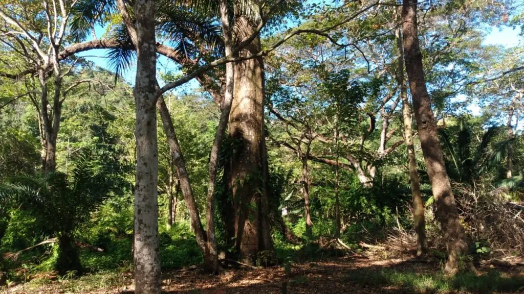Beachfront Commercial Lot photo 4