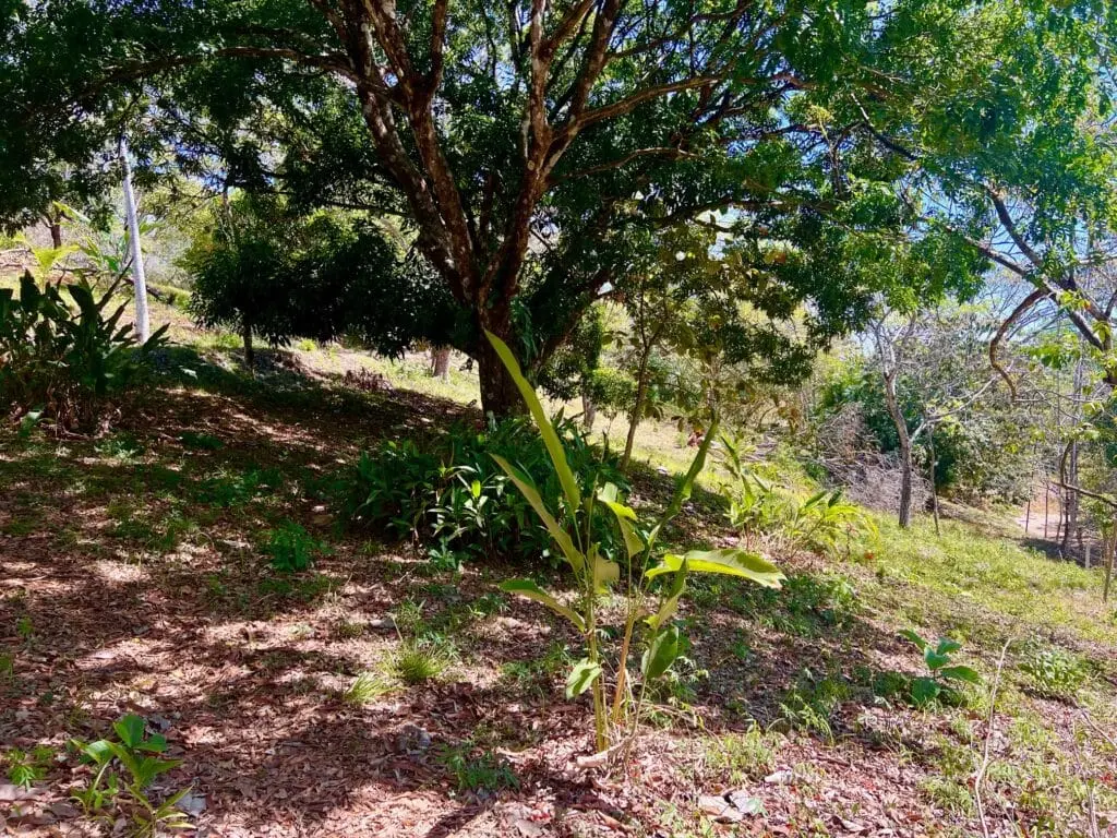 Montezuma Prime Lot photo 2