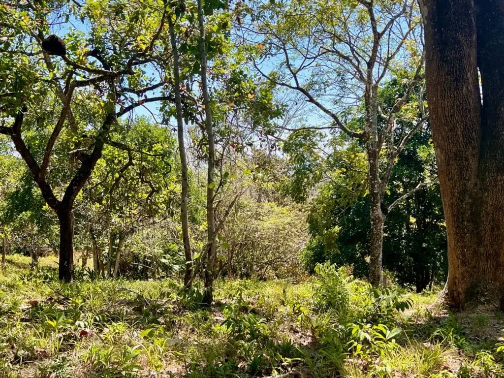 Montezuma Prime Lot photo 15