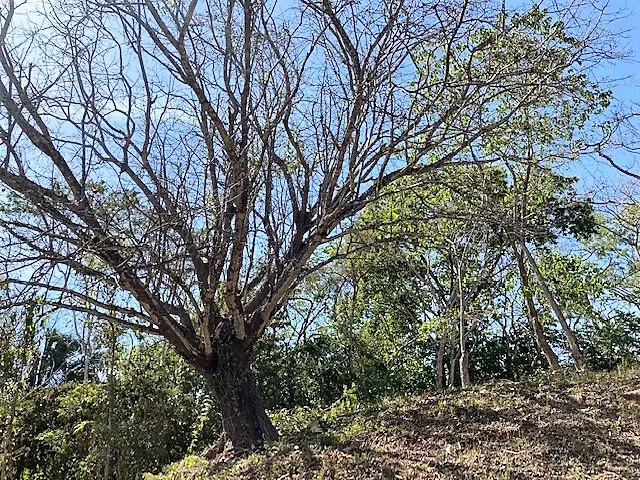 Ocean View Lot in Montezuma photo 12