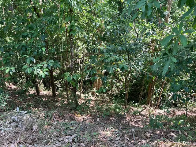 Ocean View Lot in Montezuma photo 10
