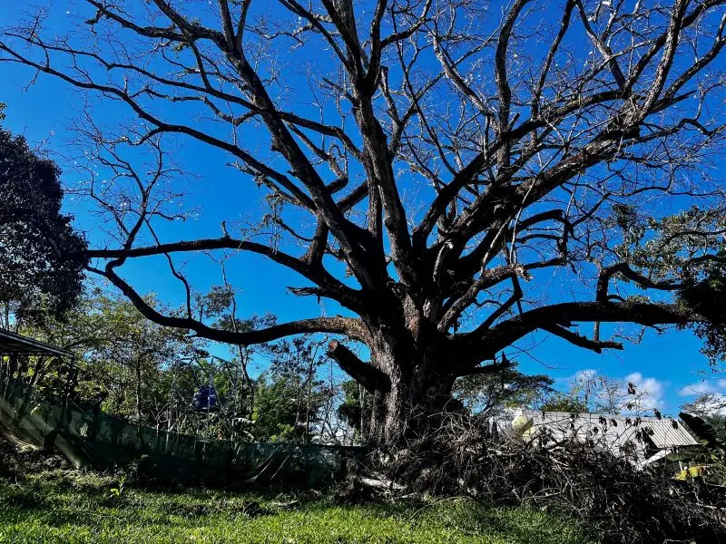 Montezuma Jungle Retreat photo 12