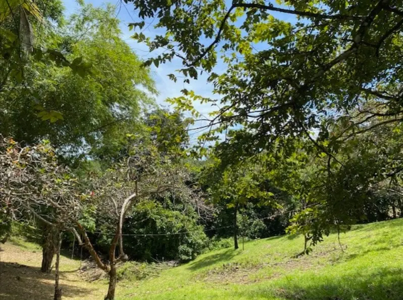 Oceanfront Jungle Paradise photo 28