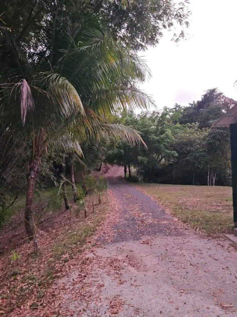 Oceanfront Jungle Paradise photo 26