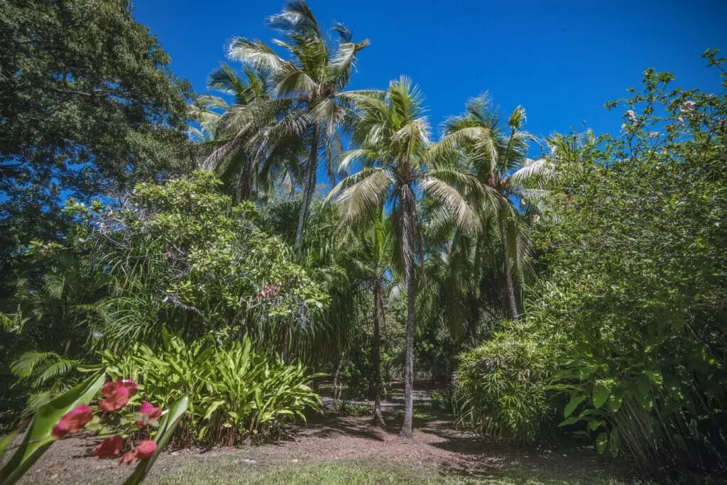 Ocean View Property in Montezuma photo 17