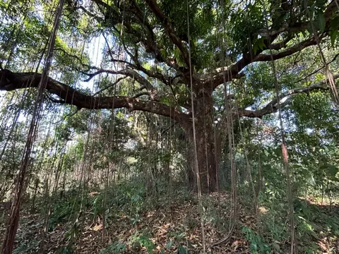 Montezuma's Unique Nature Property in Montezuma, Costa Rica