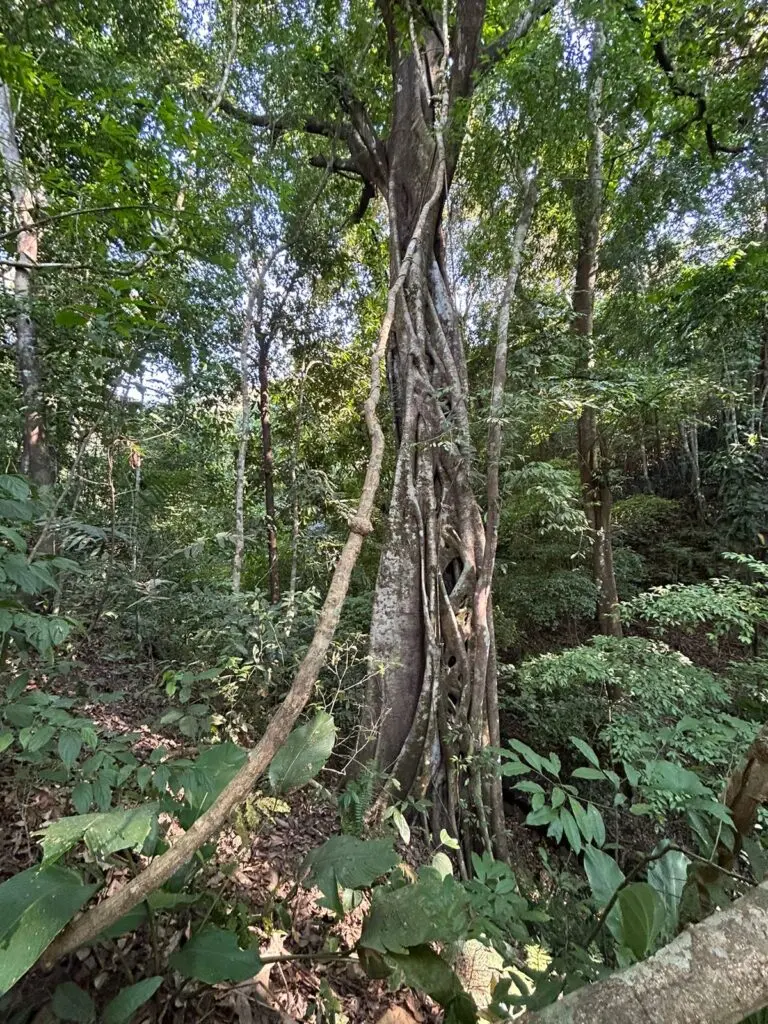 Montezuma's Unique Nature Property photo 2