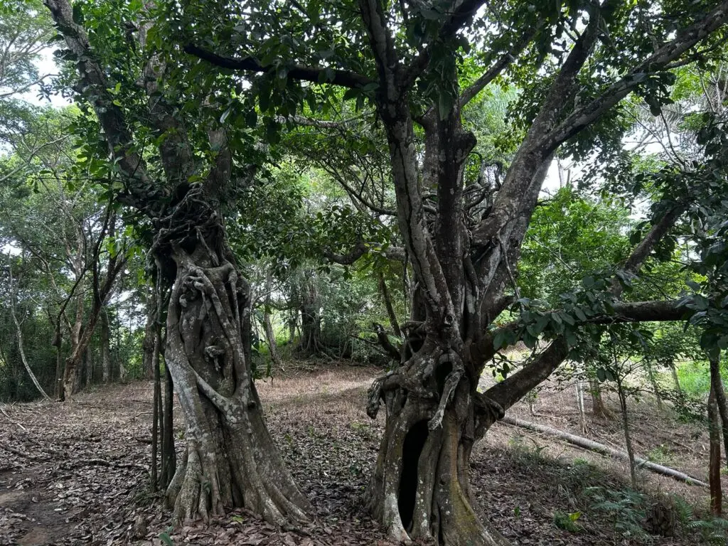 Montezuma's Unique Nature Property photo 7