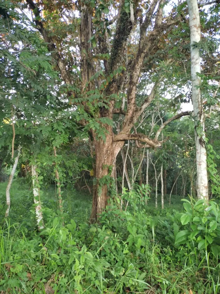 Montezuma's Unique Nature Property photo 11