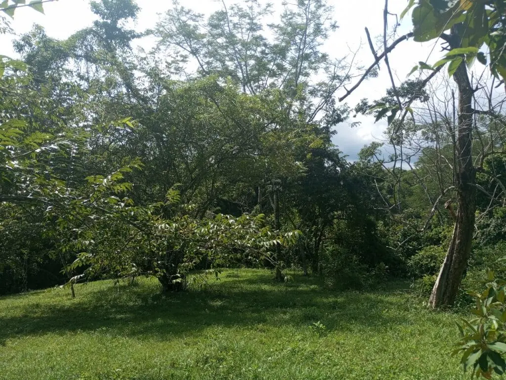 1-Hectare Lots Close to Montezuma photo 4