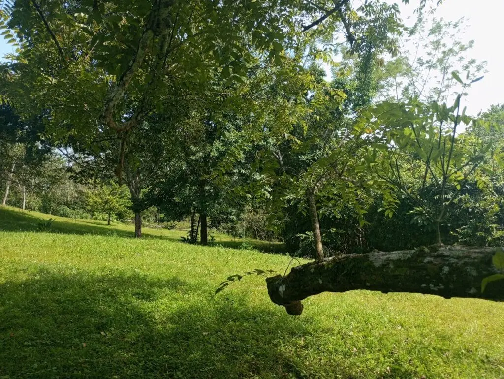 1-Hectare Lots Close to Montezuma photo 8