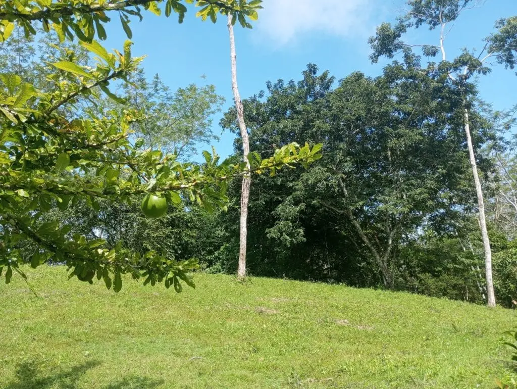 1-Hectare Lots Close to Montezuma photo 6
