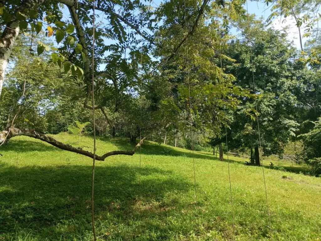 1-Hectare Lots Close to Montezuma photo 10