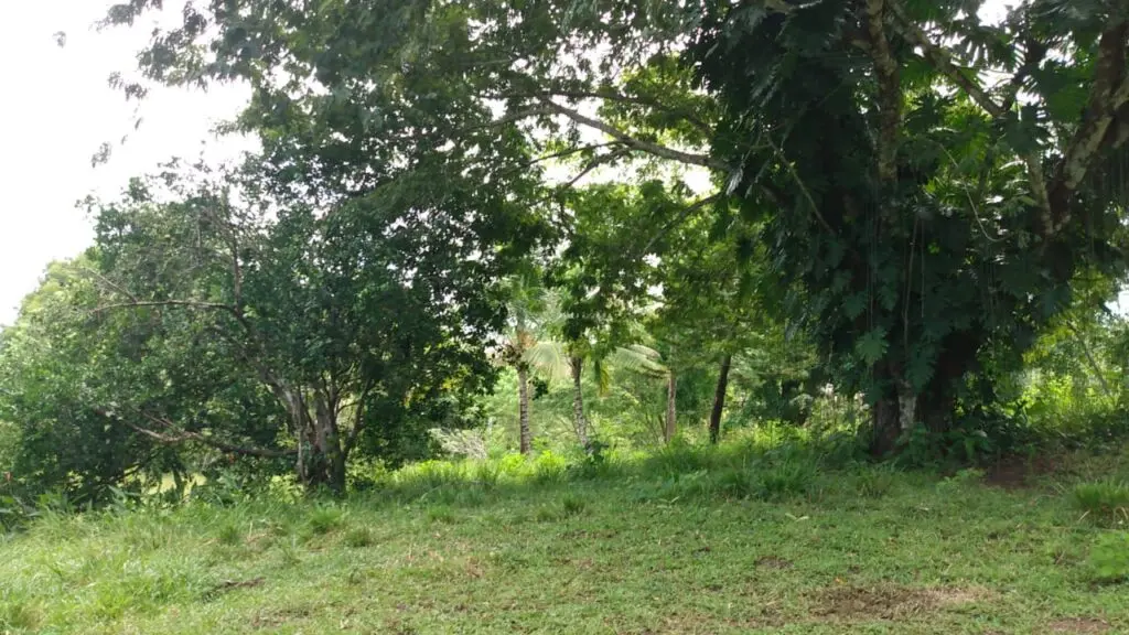 Serene Montezuma Lot for Sale photo 3