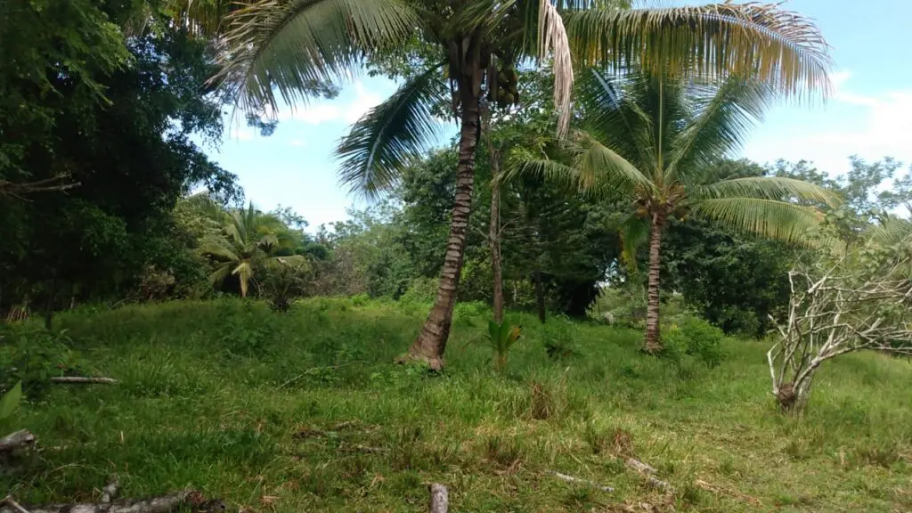 Serene Montezuma Lot for Sale photo 6