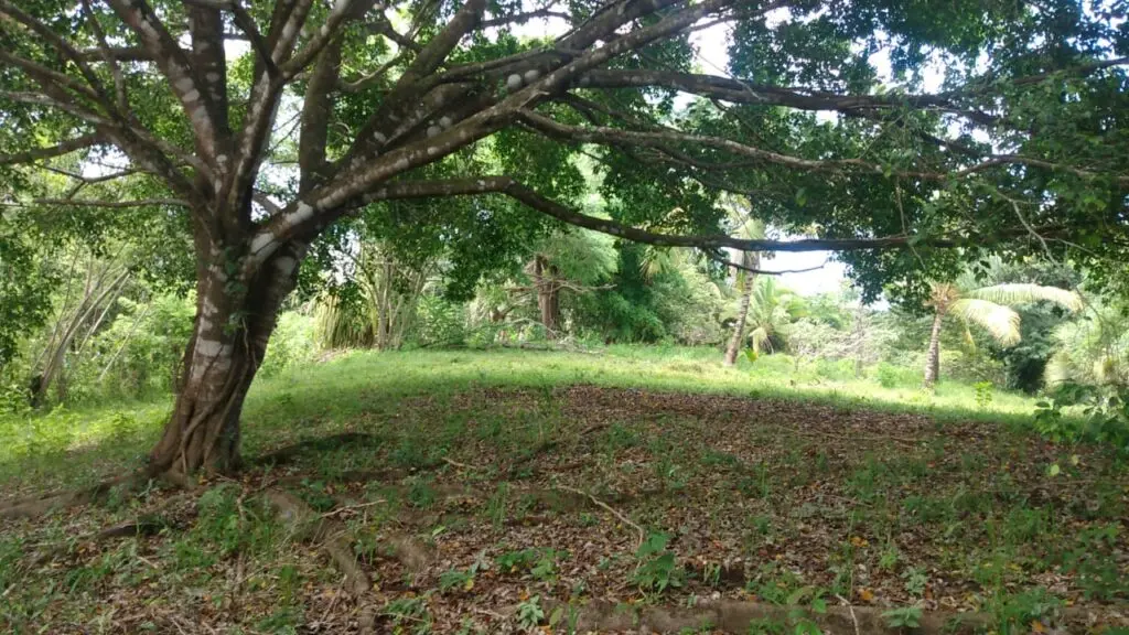 Serene Montezuma Lot for Sale photo 9