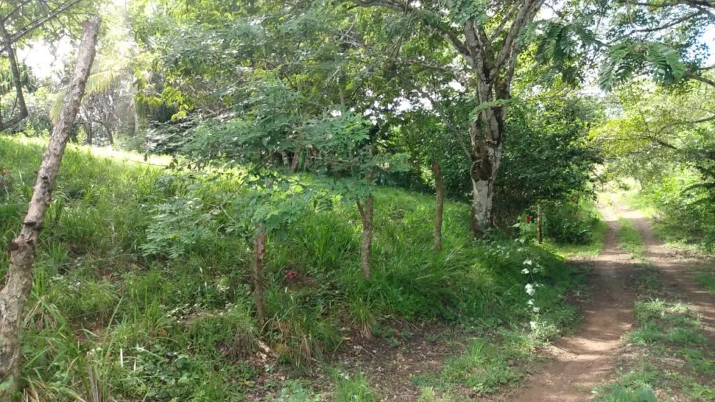 Serene Montezuma Lot for Sale photo 12