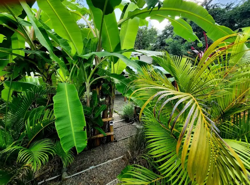 Jungle Oasis Casitas in Montezuma photo 19