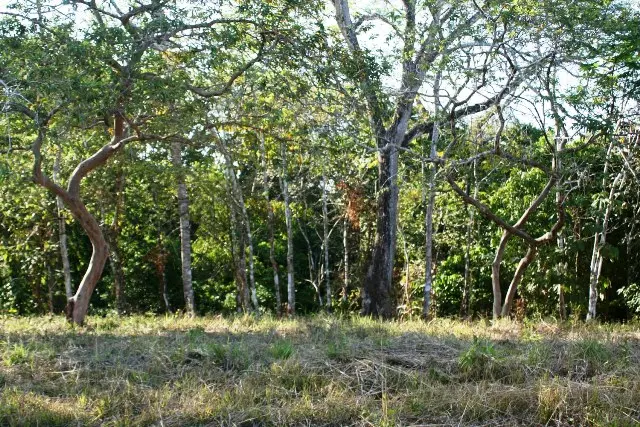 Delicias Tranquil Lot photo 8