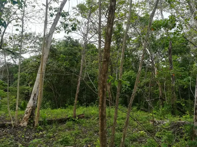 Delicias Tranquil Lot photo 4