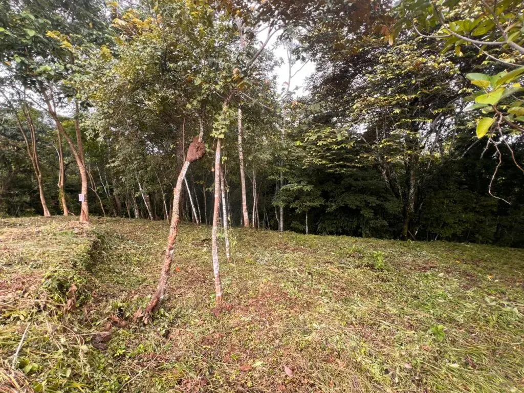 Delicias Tranquil Lot photo 9