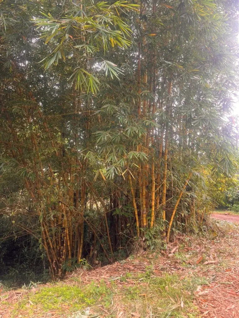 Delicias Tranquil Lot photo 13
