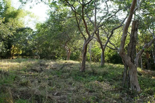 Delicias Tranquil Lot photo 7