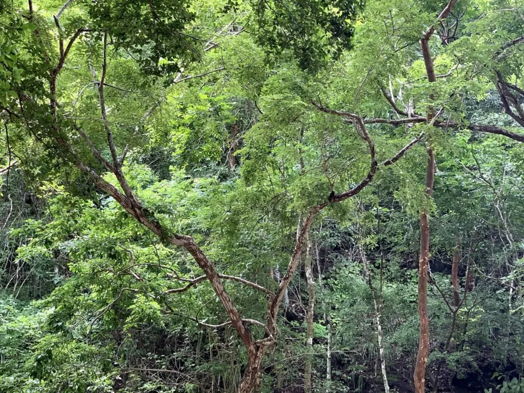 Lot Río Blanco: Scenic Riverfront Property photo 16