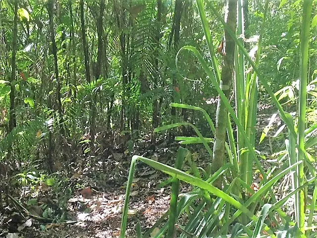 Lot Río Blanco: Scenic Riverfront Property photo 14