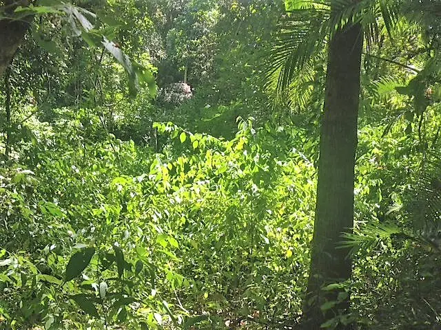 Lot Río Blanco: Scenic Riverfront Property photo 15