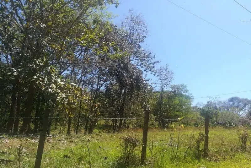Jungle View Property in Delicias photo 12