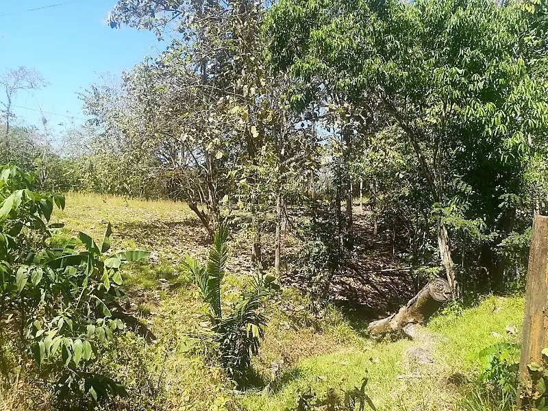 Jungle View Property in Delicias photo 5