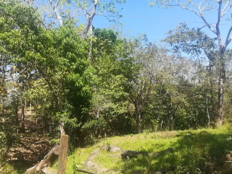 Jungle View Property in Delicias photo 11