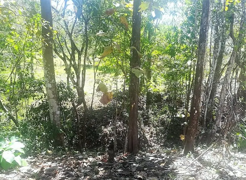 Jungle View Property in Delicias photo 10