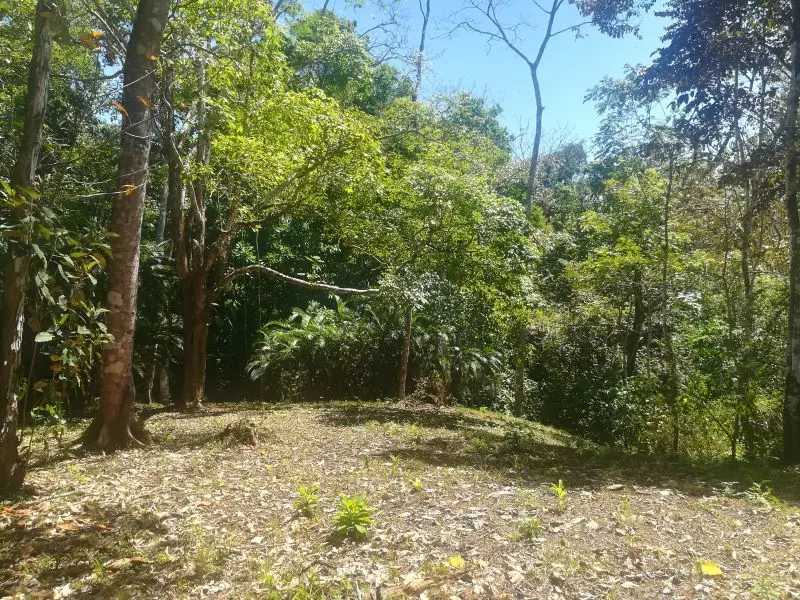 Jungle View Property in Delicias photo 2