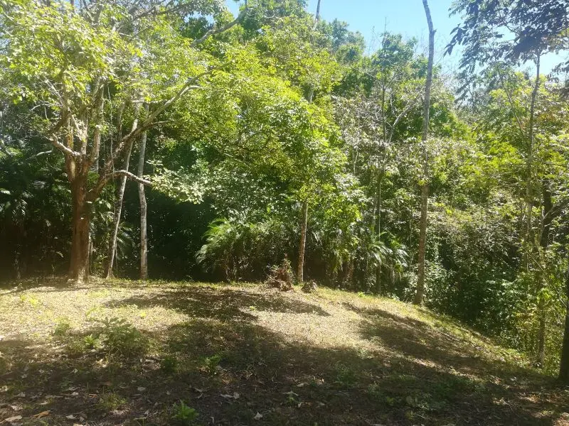 Jungle View Property in Delicias photo 1