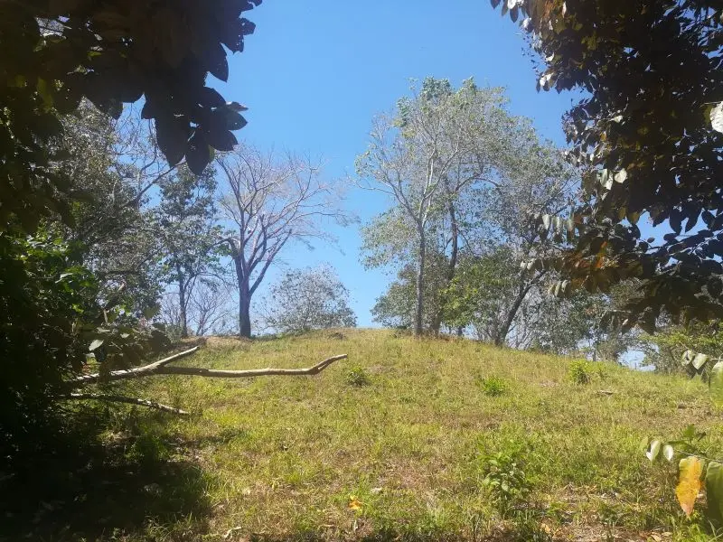 Jungle View Property in Delicias photo 3