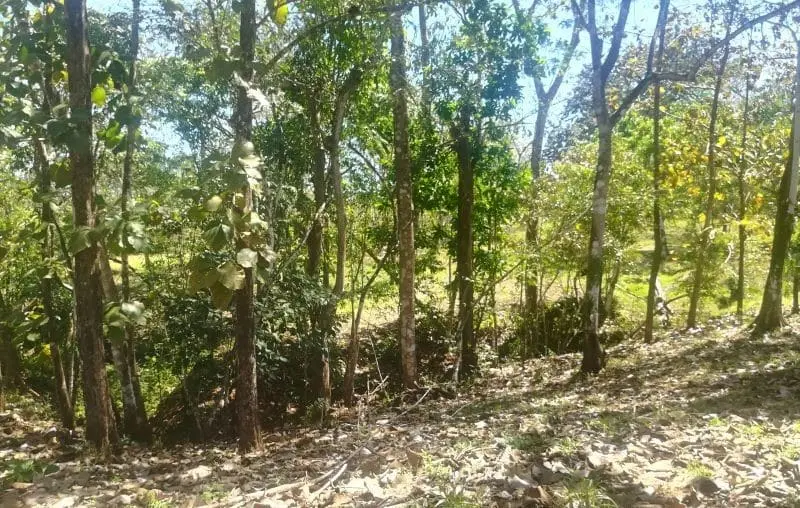 Jungle View Property in Delicias photo 9