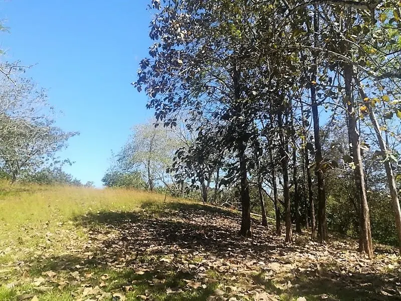 Jungle View Property in Delicias photo 6