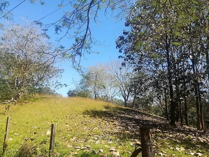 Jungle View Property in Delicias photo 7