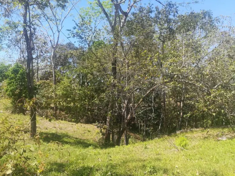 Jungle View Property in Delicias photo 8