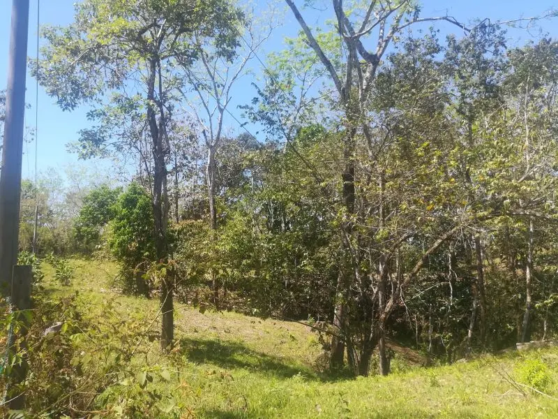 Jungle View Property in Delicias photo 4
