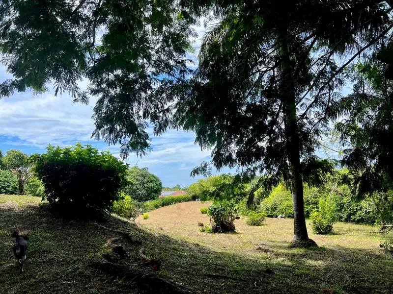 Jungle Oceanview Villa photo 17