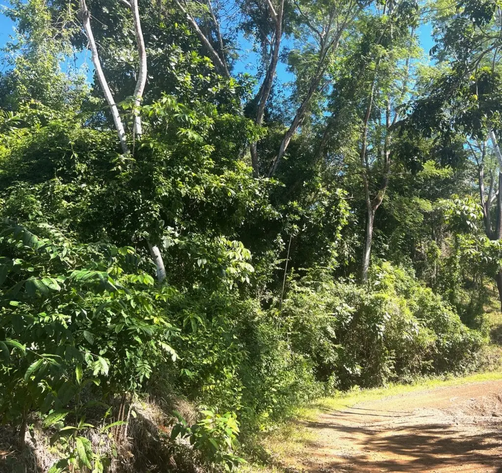 Delicias Oceanview Lot photo 16