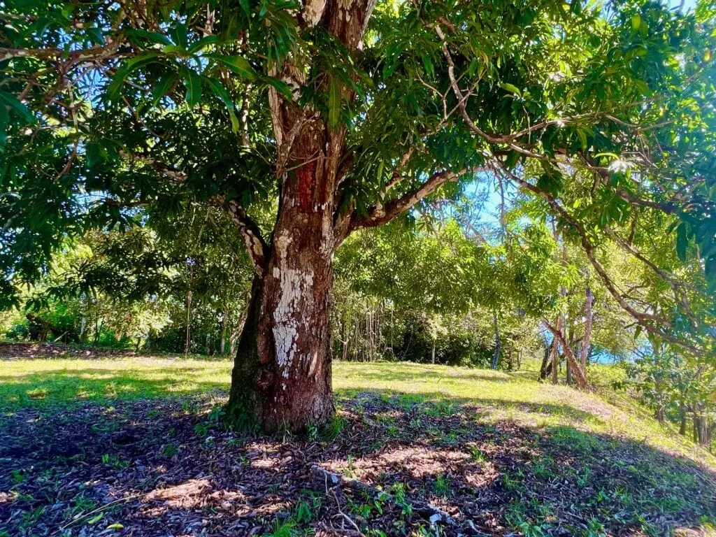 Delicias Oceanview Lot photo 12