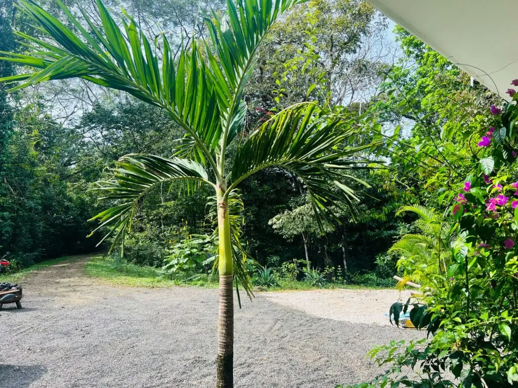 Las Delicias Jungle Retreat photo 19